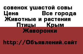 совенок ушастой совы › Цена ­ 5 000 - Все города Животные и растения » Птицы   . Крым,Жаворонки